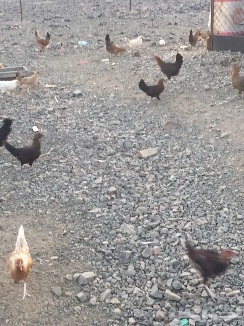 دجاج بلدي نضيف للبيع (image 2)