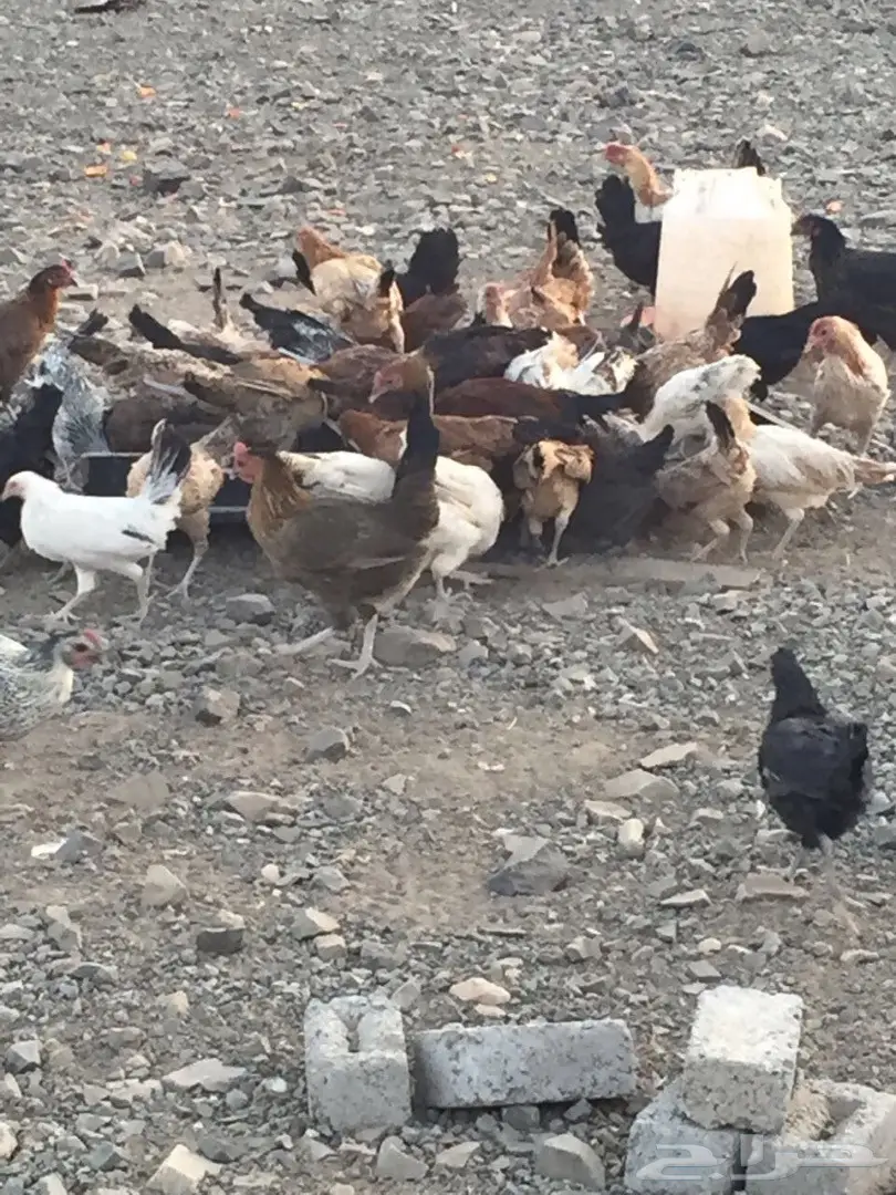 دجاج بلدي نضيف للبيع (image 3)