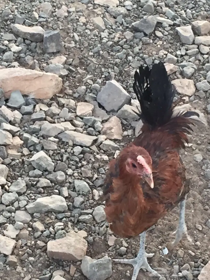 دجاج بلدي نضيف للبيع (image 4)