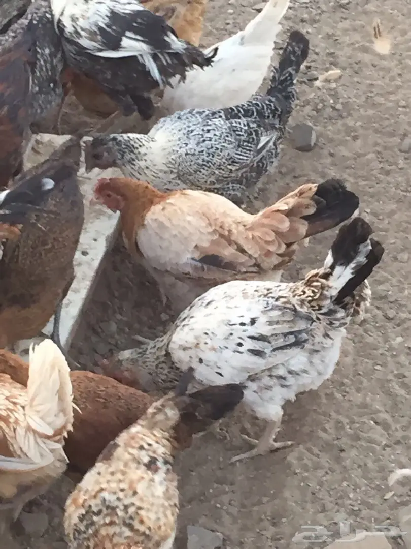 دجاج بلدي نضيف للبيع (image 5)