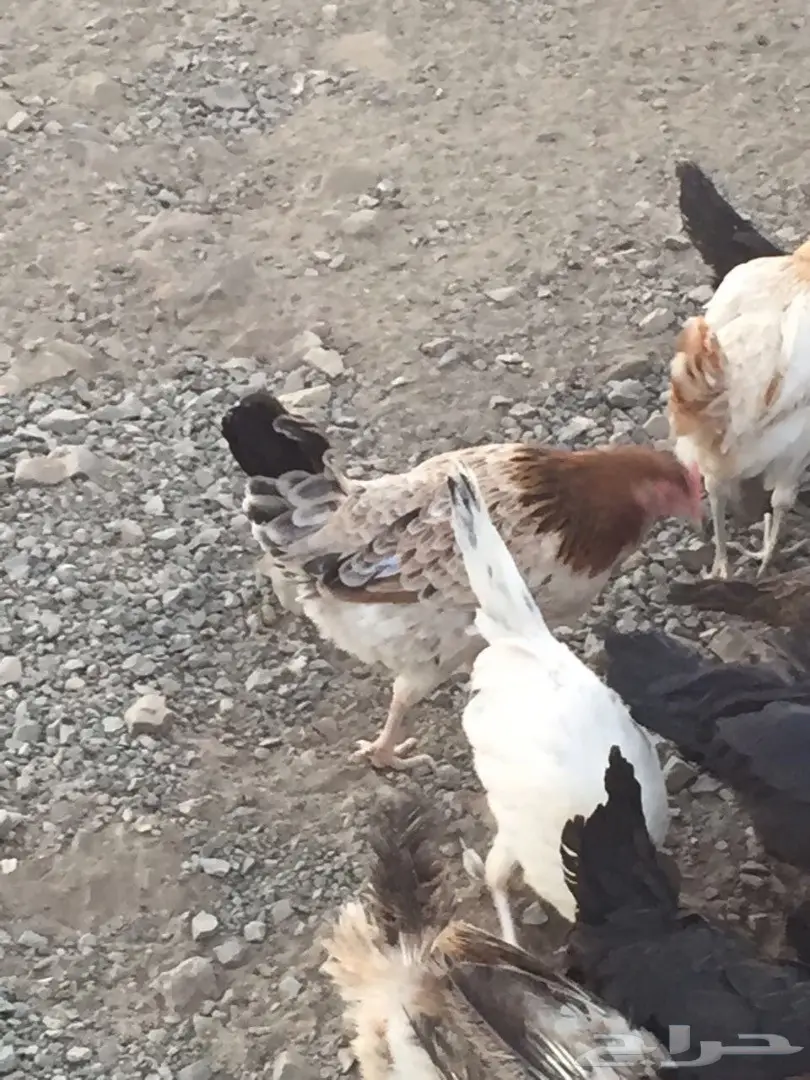 دجاج بلدي نضيف للبيع (image 6)