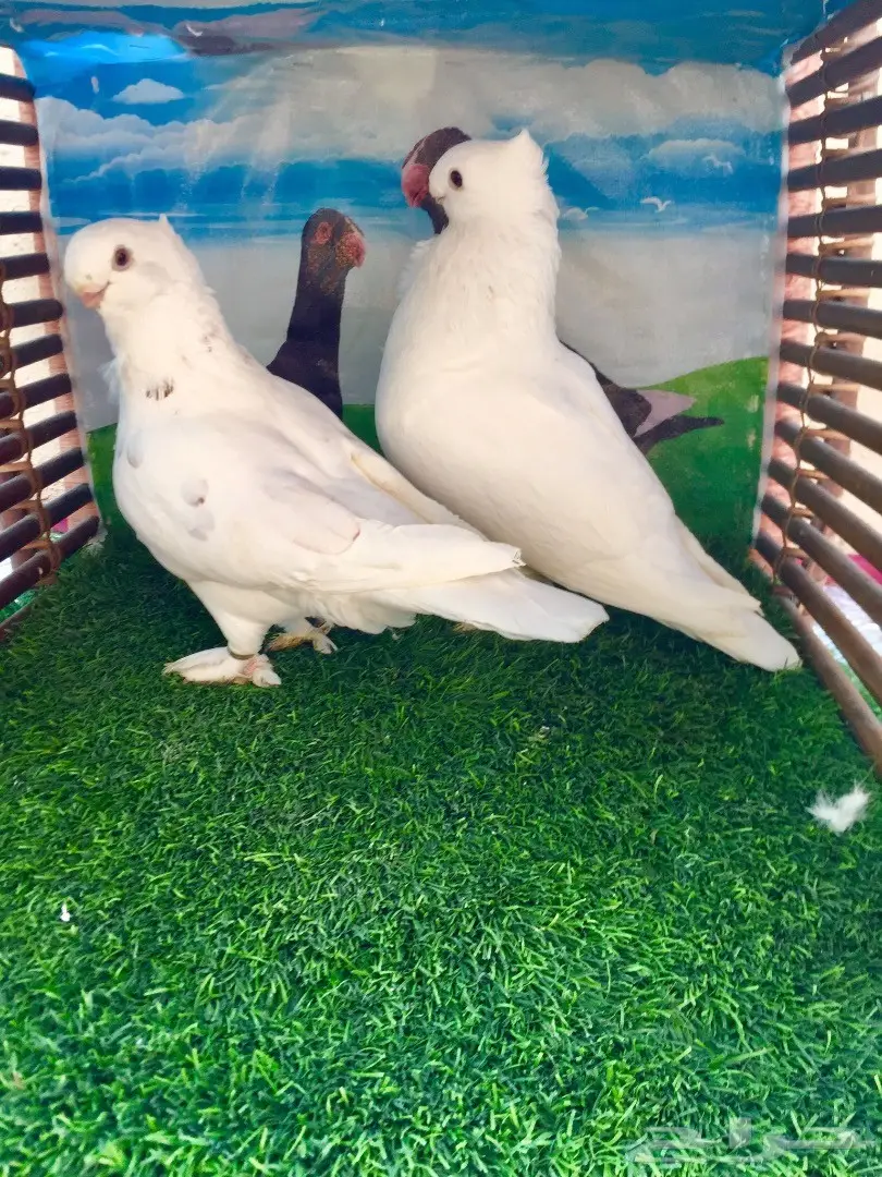 فراشه بيور أنثى + فرخ وبيض - الدمام