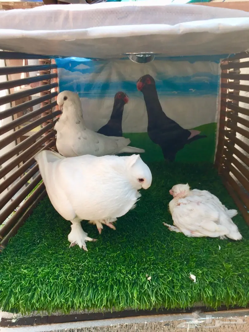 فراشه بيور أنثى + فرخ وبيض - الدمام (image 2)