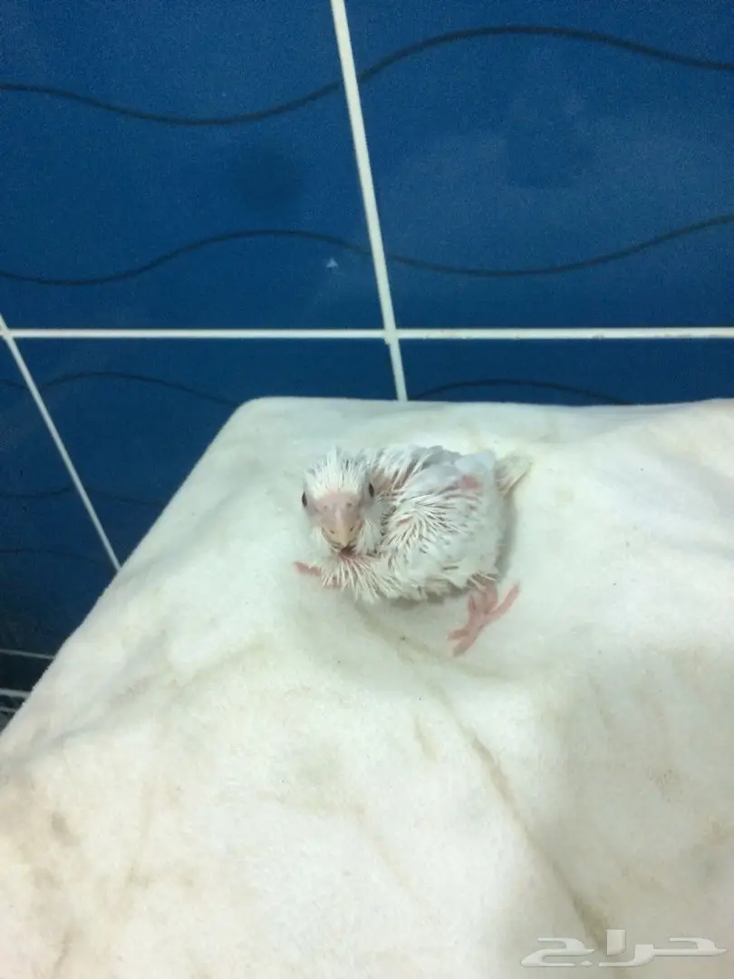 كروان البينو هولندي عيون حمرا  (image 3)