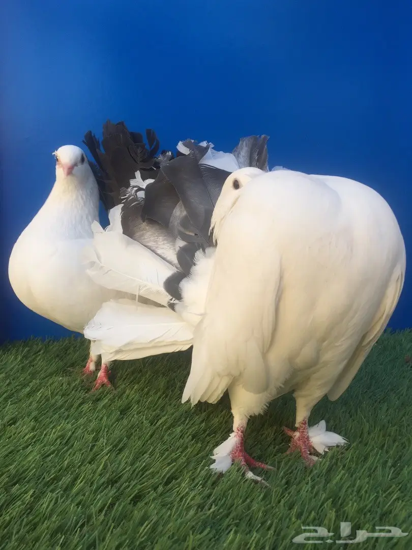 جوز رقاص هولندي بإنتاجه (image 2)