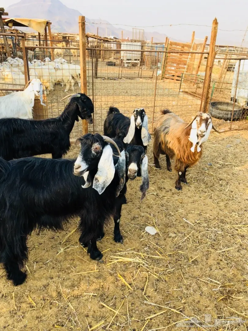 للبيع: أغنام عوارض جروم ممتازة (image 2)