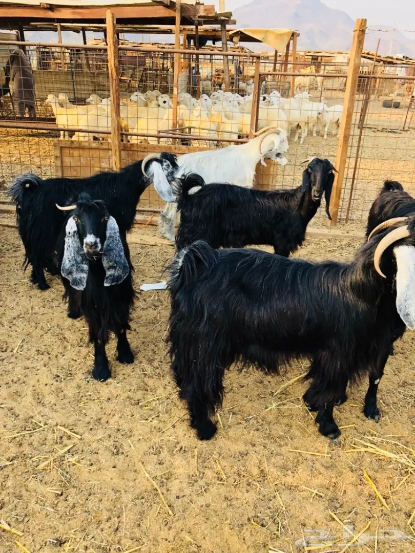 للبيع: أغنام عوارض جروم ممتازة (image 3)