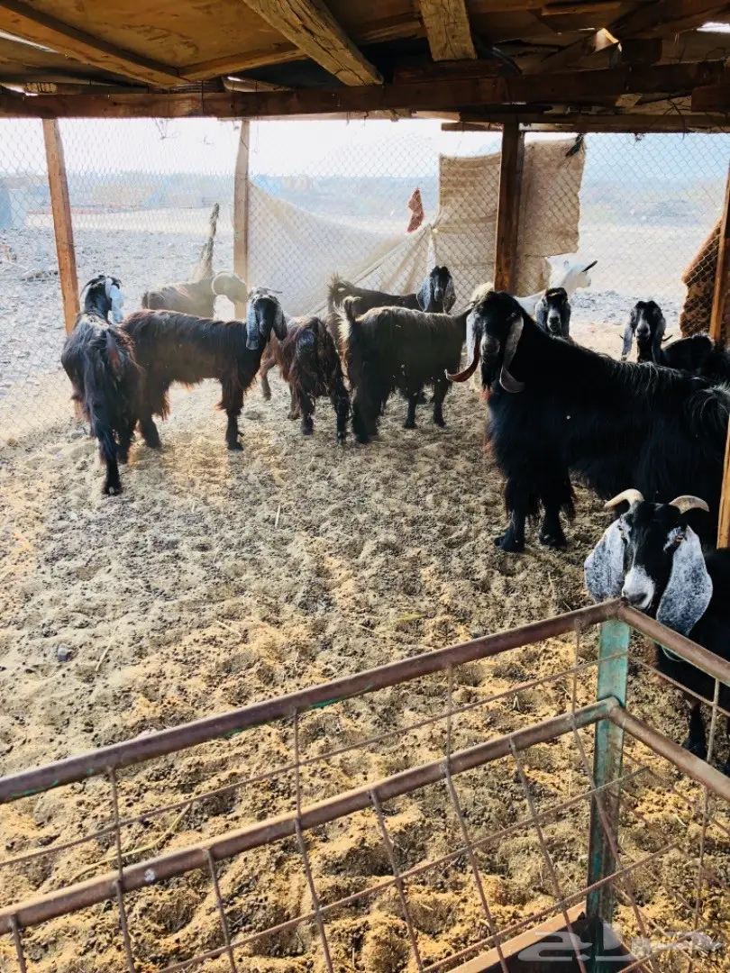 للبيع: أغنام عوارض جروم ممتازة (image 4)