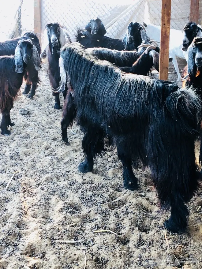 للبيع: أغنام عوارض جروم ممتازة (image 6)