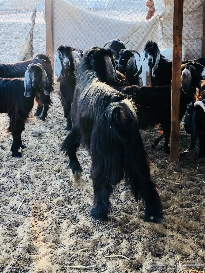 للبيع: أغنام عوارض جروم ممتازة (image 7)