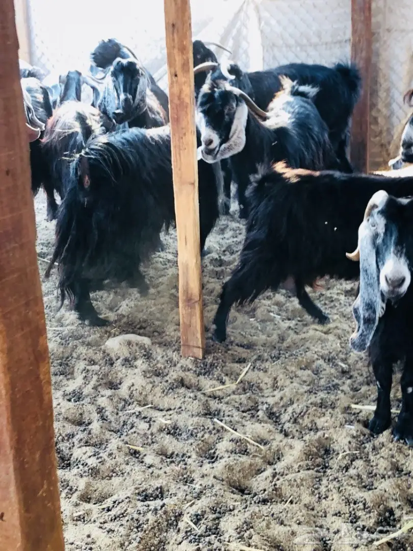 للبيع: أغنام عوارض جروم ممتازة (image 8)