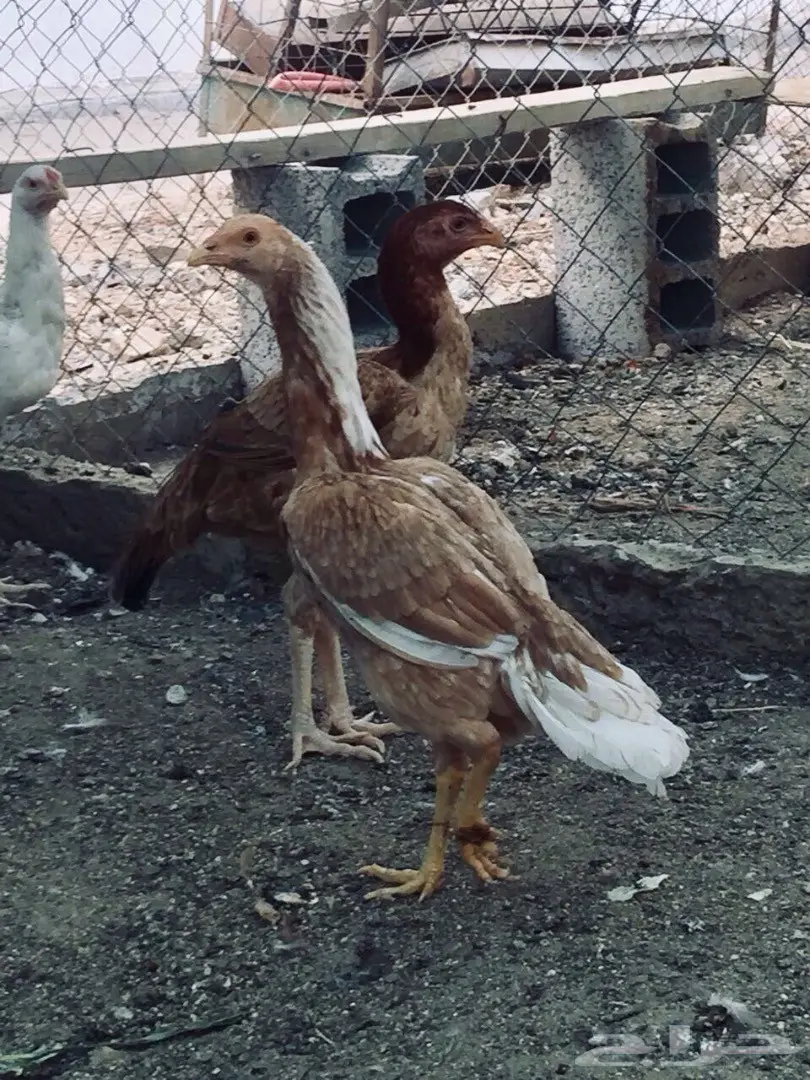 دجاج باكستاني  (image 5)