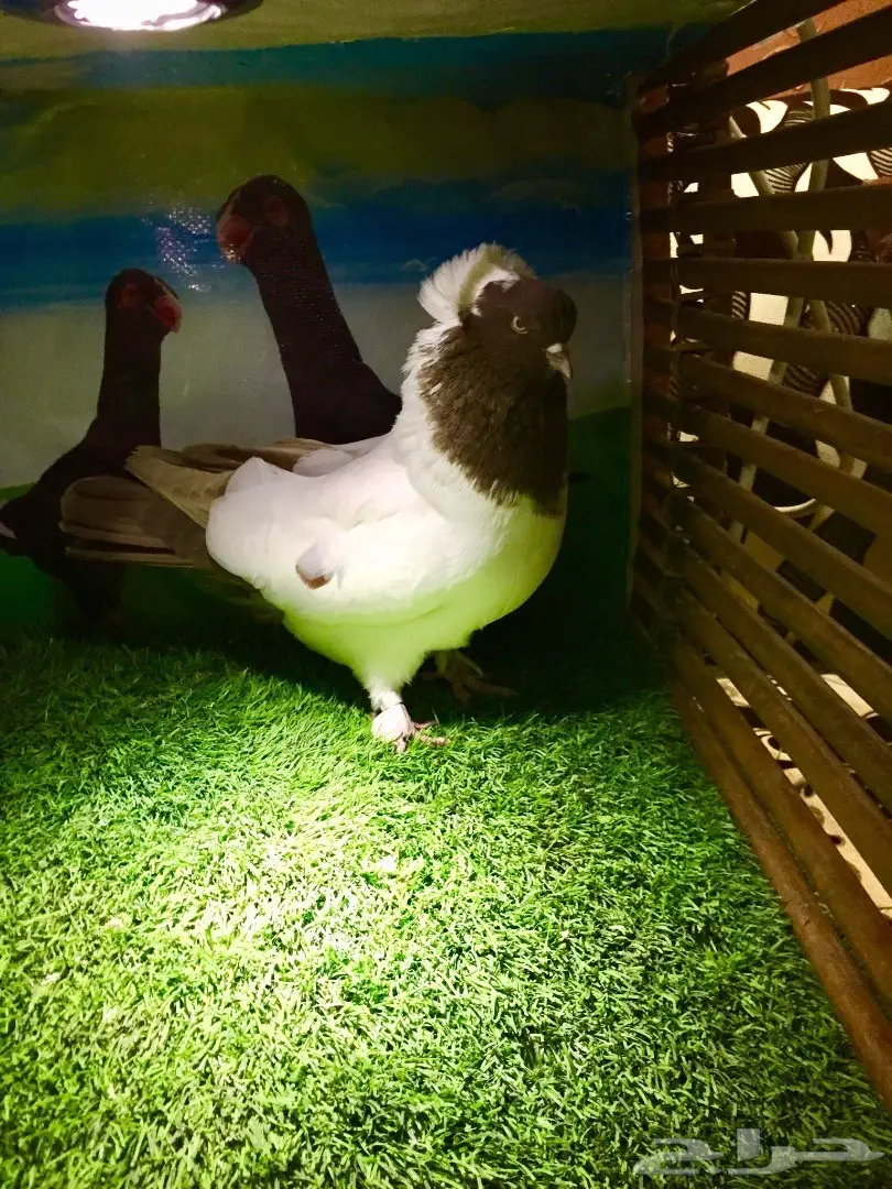 ذكر سوداني  (image 1)