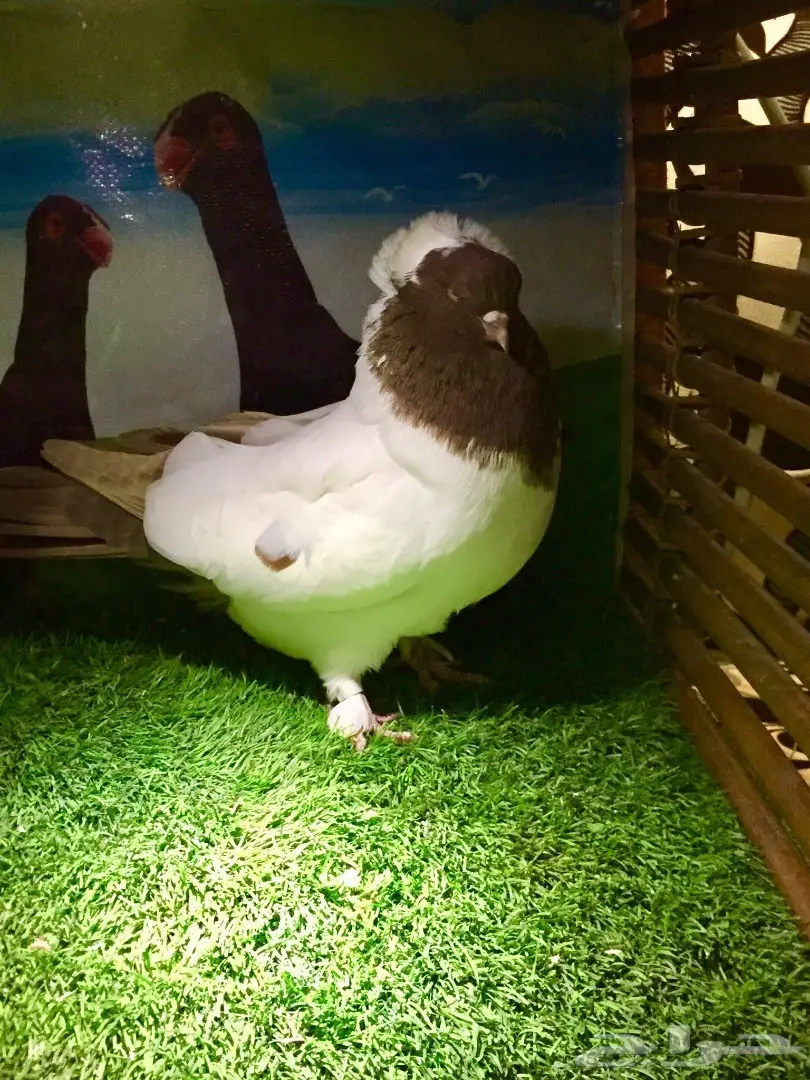 ذكر سوداني  (image 2)