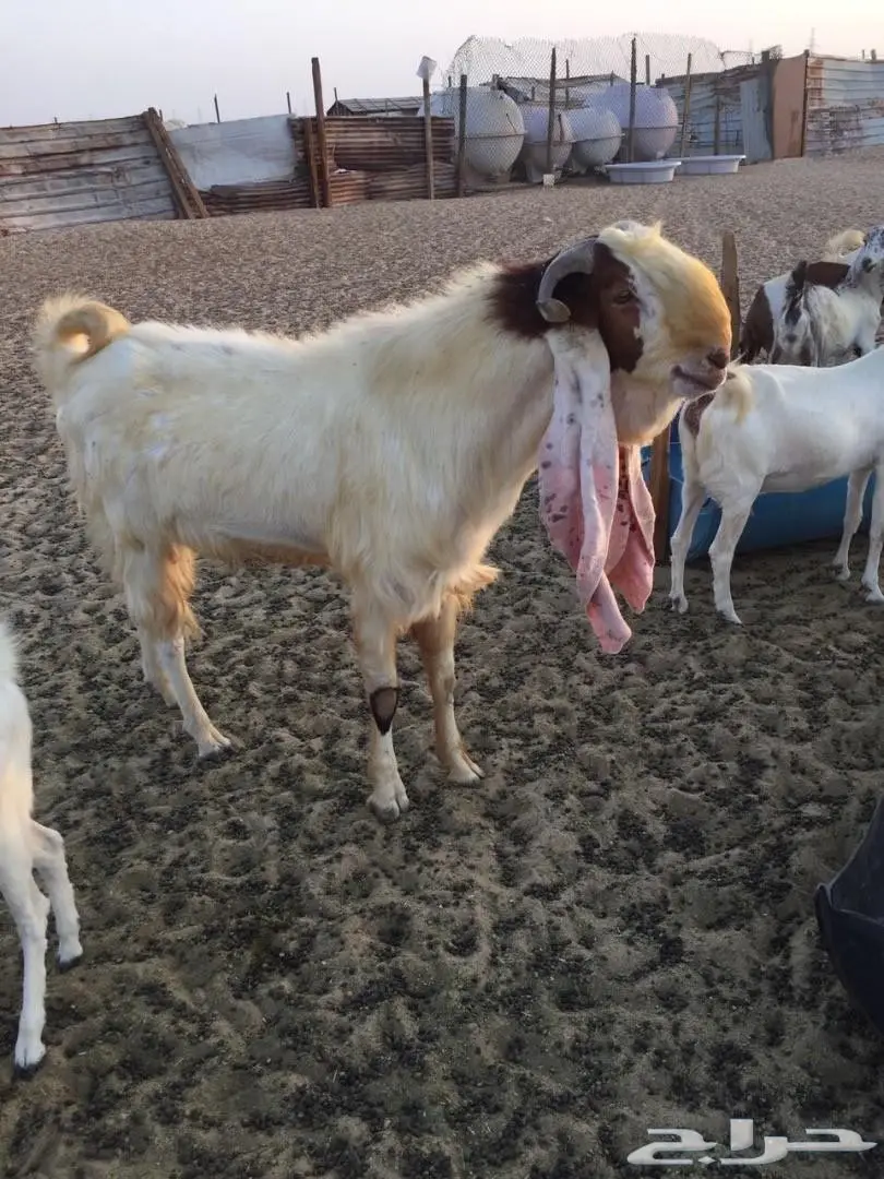 تيس هولندي (image 9)