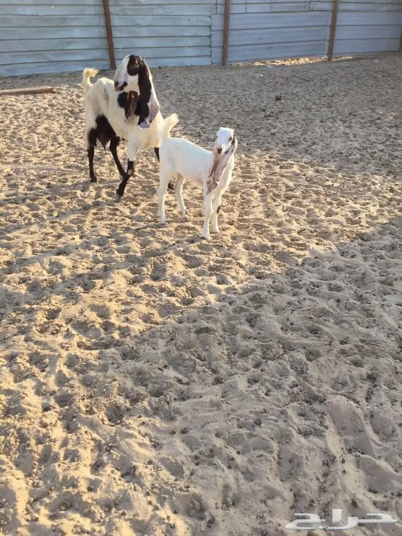 تيس هولندي (image 16)