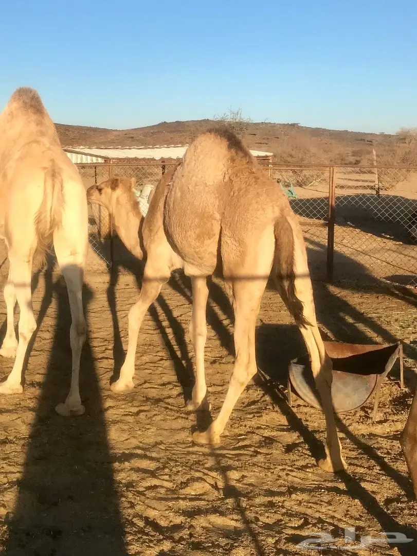 حشوان مفاريد كفووو (image 1)