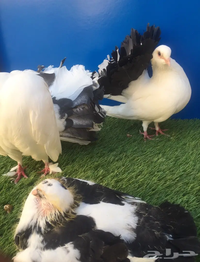 جوز رقاص هولندي بإنتاجه (image 3)