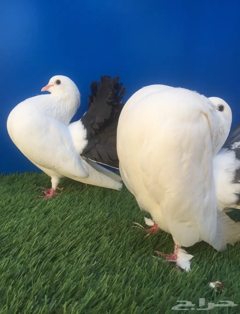 جوز رقاص هولندي بإنتاجه (image 4)