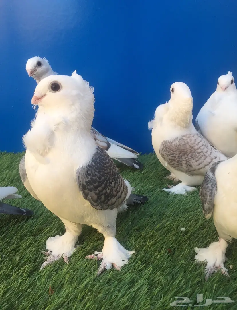 توبيات رمان فاخرة - القصيم (البدائع) (image 1)