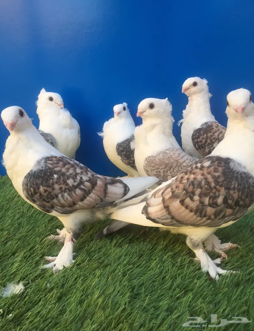 توبيات رمان فاخرة - القصيم (البدائع) (image 3)