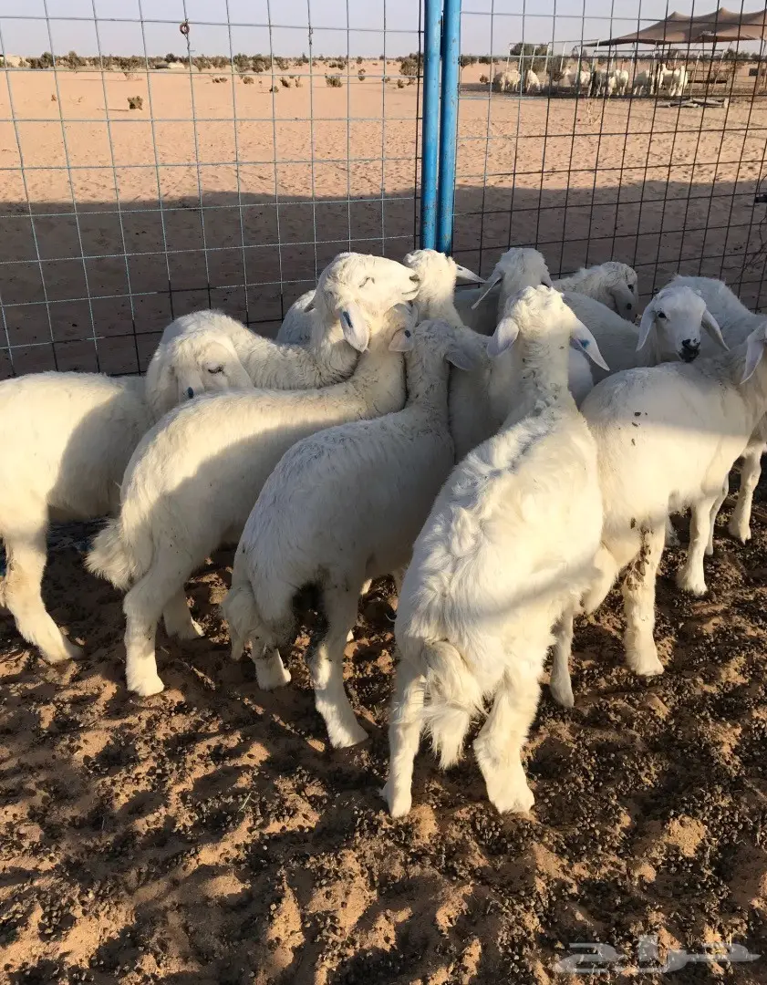 طليان ورخال  من حلال الطايف للبيع (image 1)