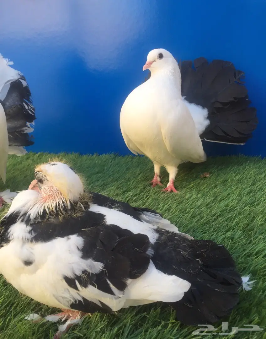 جوز رقاص هولندي بإنتاجه (image 1)