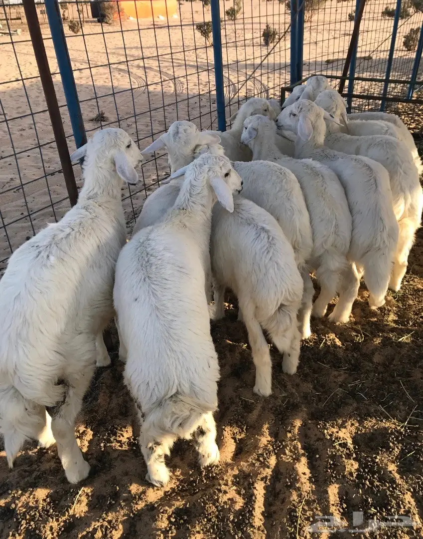 طليان ورخال  من حلال الطايف للبيع