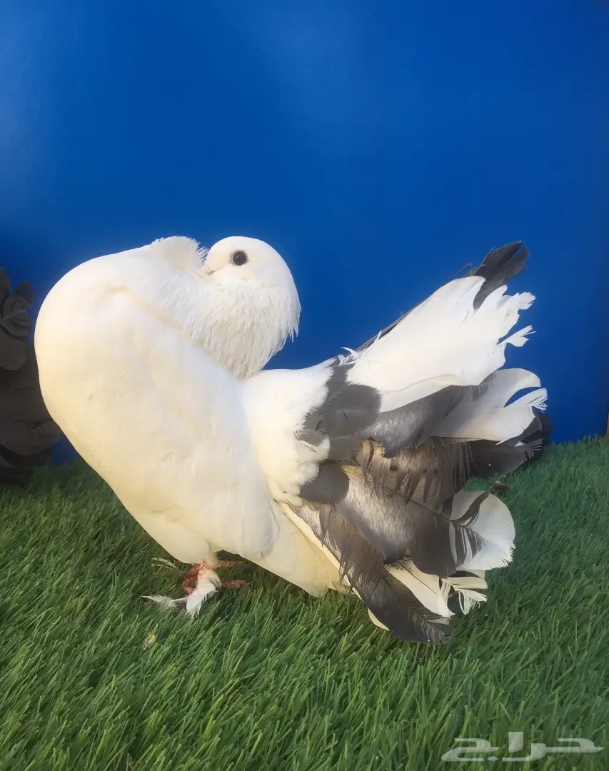 جوز رقاص هولندي بإنتاجه