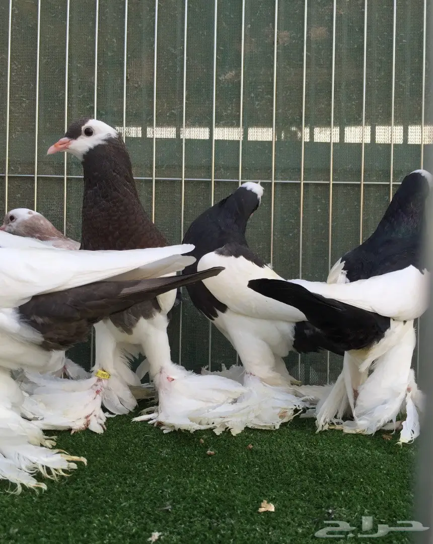 طبات نفاخ مسوبع  (image 7)