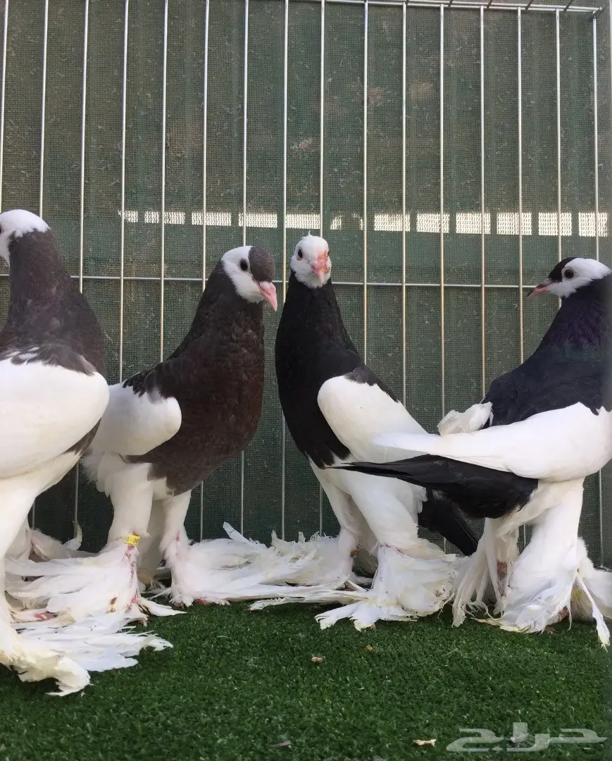 طبات نفاخ مسوبع  (image 10)