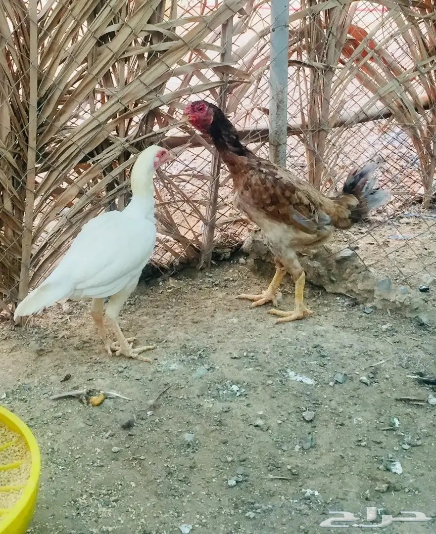 دجاج باكستاني  (image 9)