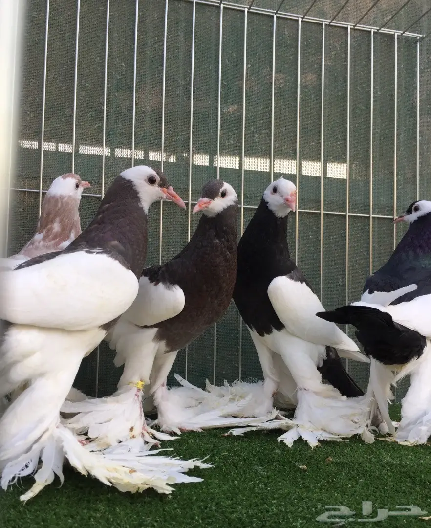 طبات نفاخ مسوبع  (image 9)