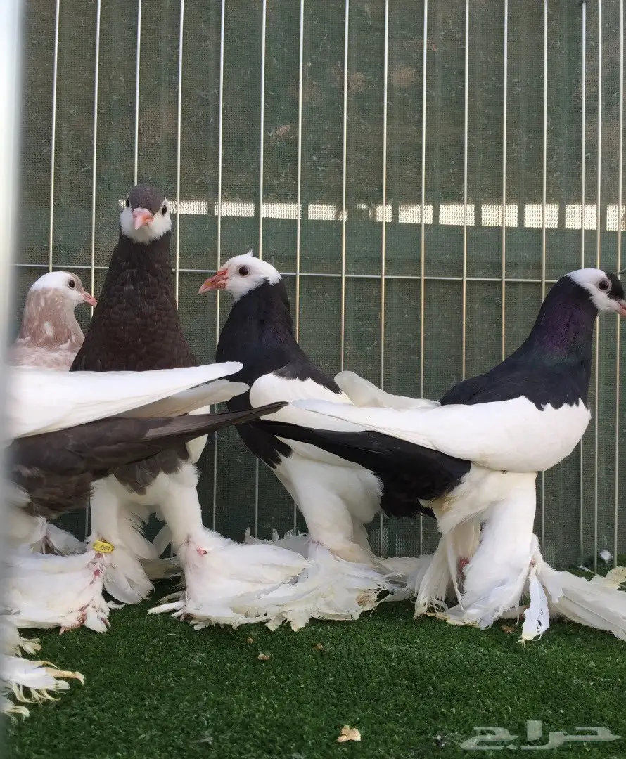 طبات نفاخ مسوبع  (image 8)