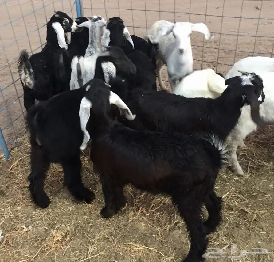 تيوس سمان مقفله شحم ولحم (image 4)