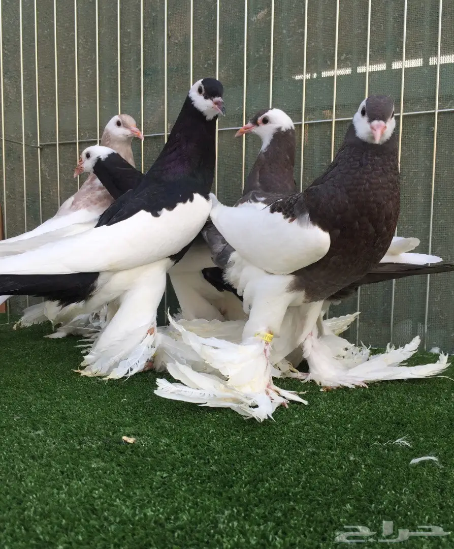 طبات نفاخ مسوبع  (image 4)