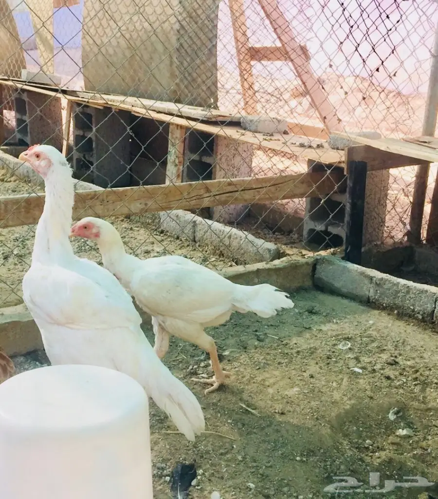 دجاج باكستاني 