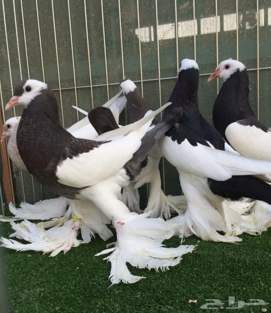 طبات نفاخ مسوبع  (image 11)