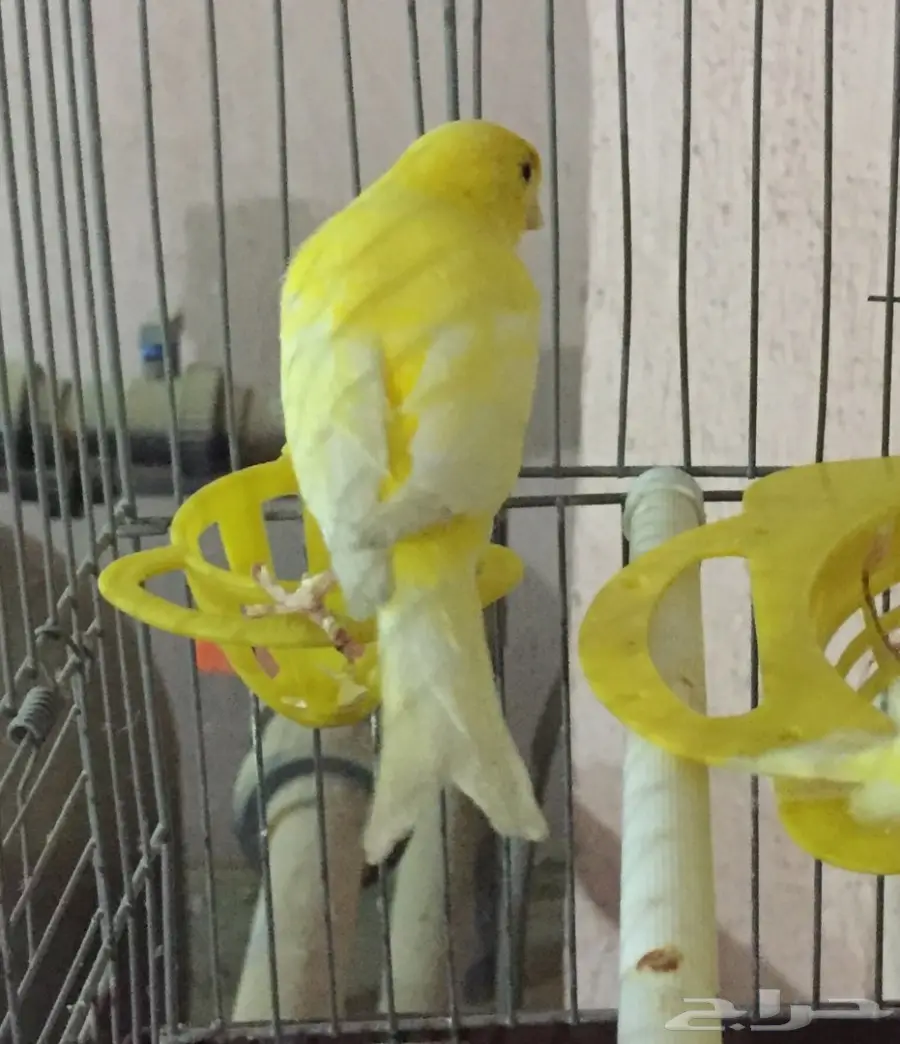 جوز كناري سوري مشروط الجهوزية بإذن لله. (image 4)