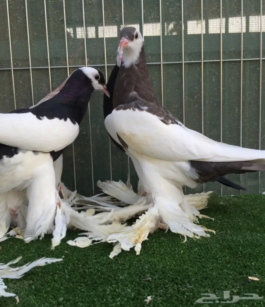 طبات نفاخ مسوبع  (image 6)