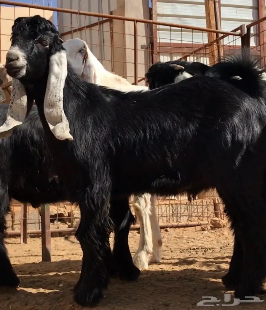 مشروع فحل على رنج (image 7)