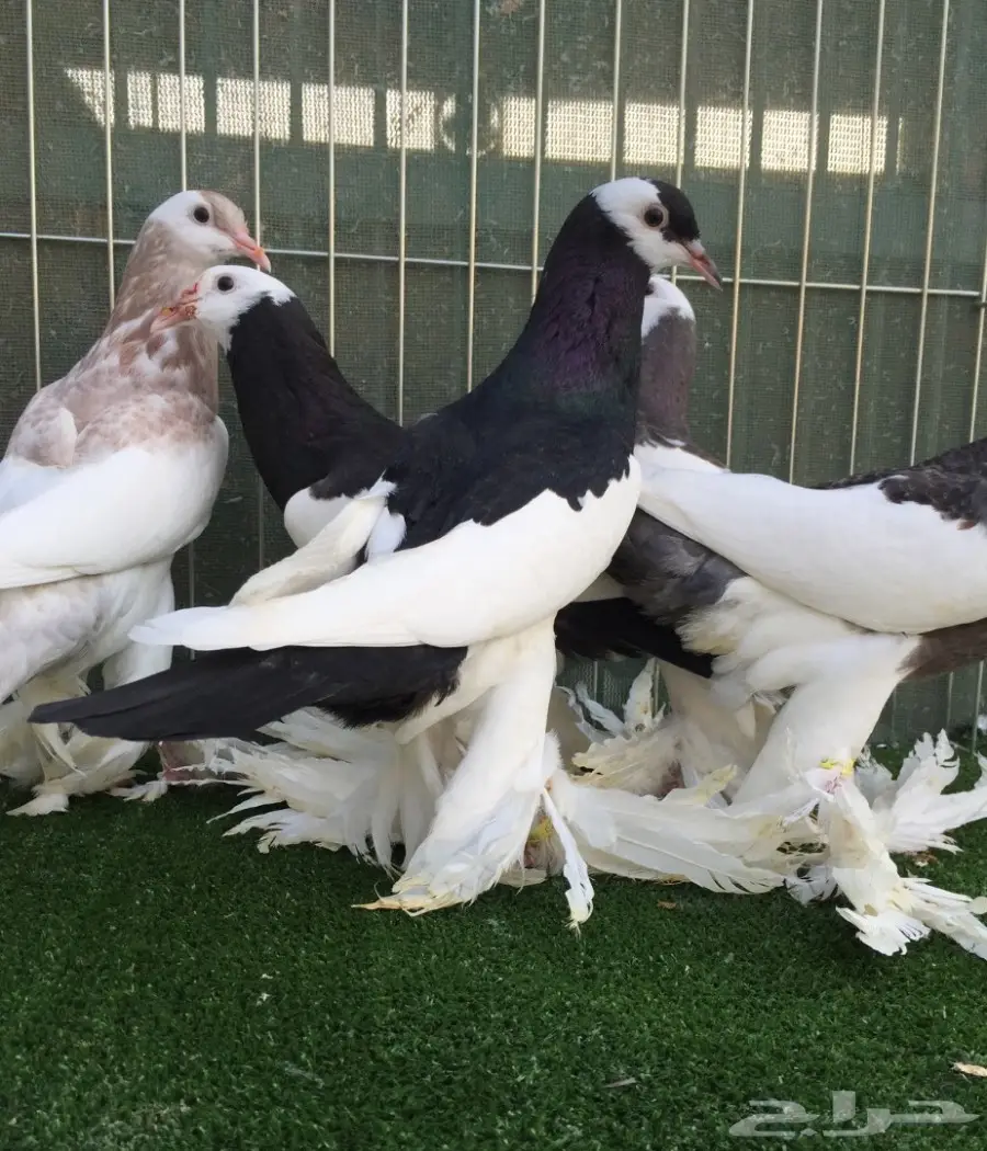 طبات نفاخ مسوبع  (image 3)