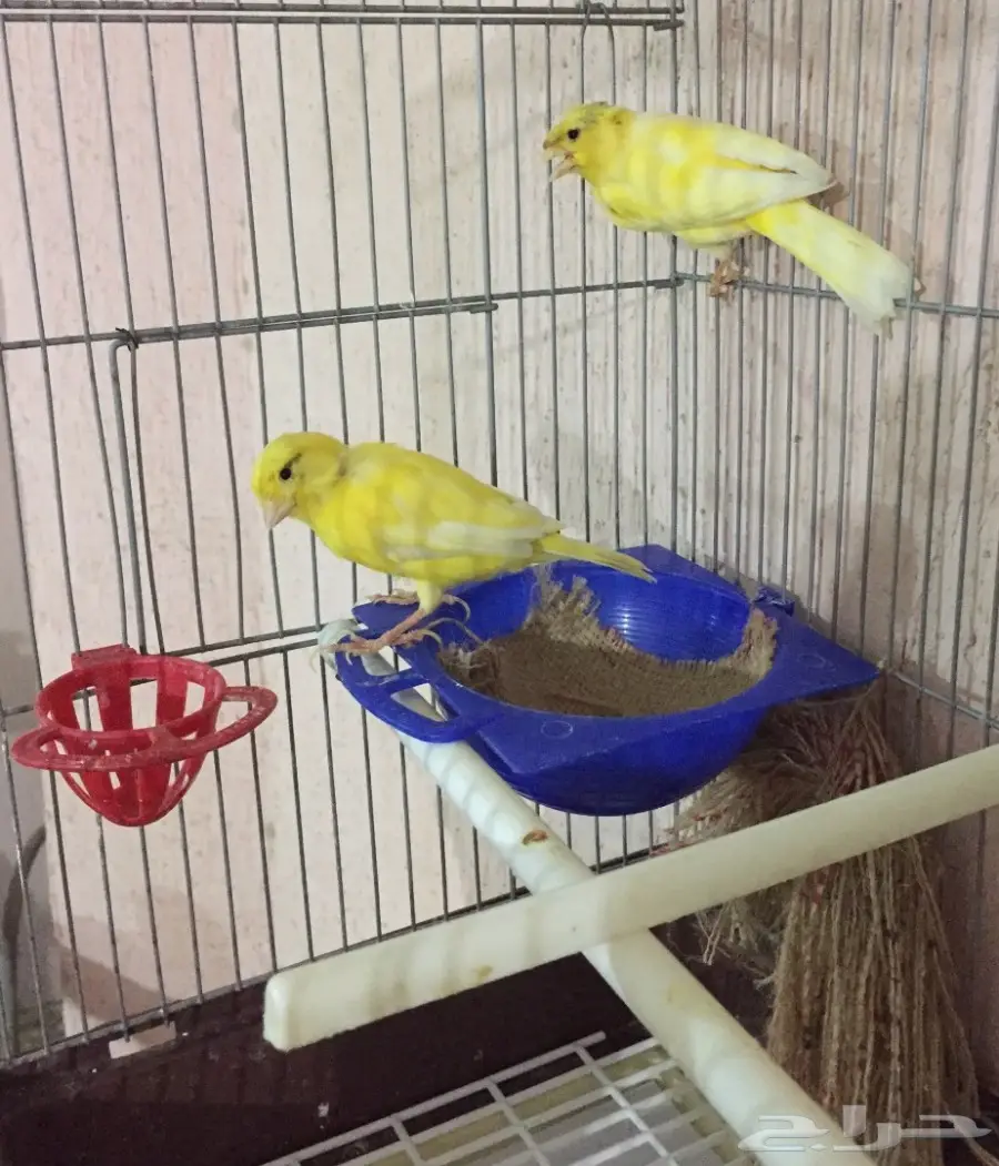 جوز كناري سوري مشروط الجهوزية بإذن لله. (image 8)