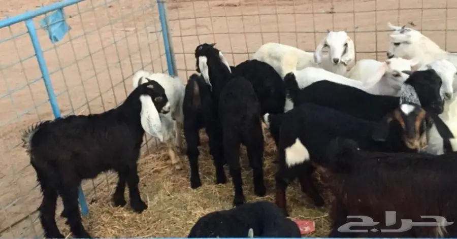 تيوس سمان مقفله شحم ولحم (image 2)