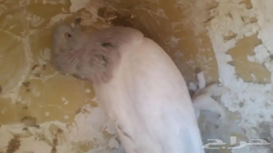 حمام تركي جوز 