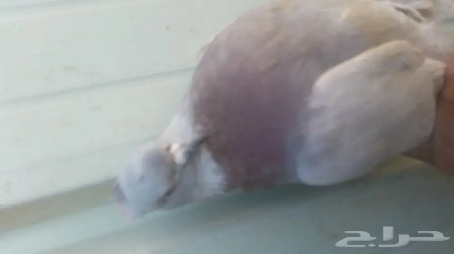 حمام تركي جوز  (image 2)