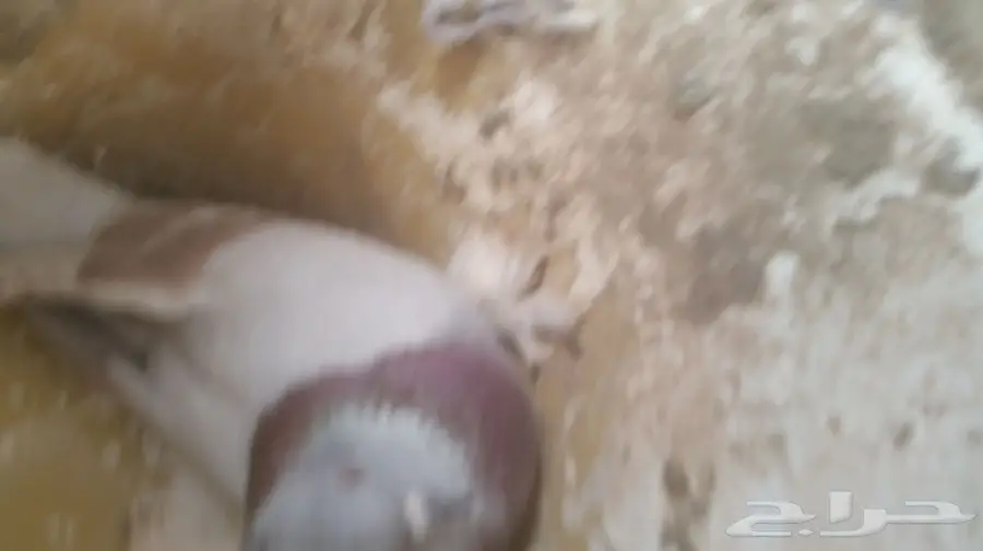 حمام تركي جوز  (image 4)