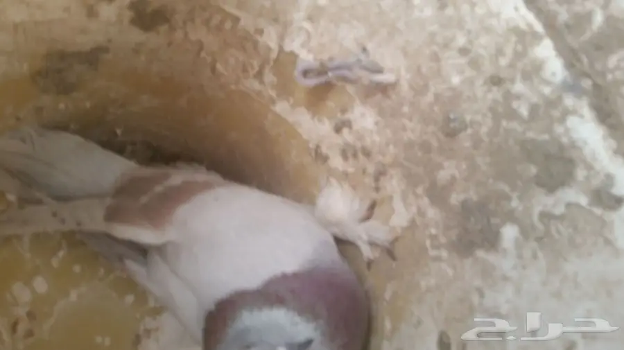 حمام تركي جوز  (image 5)