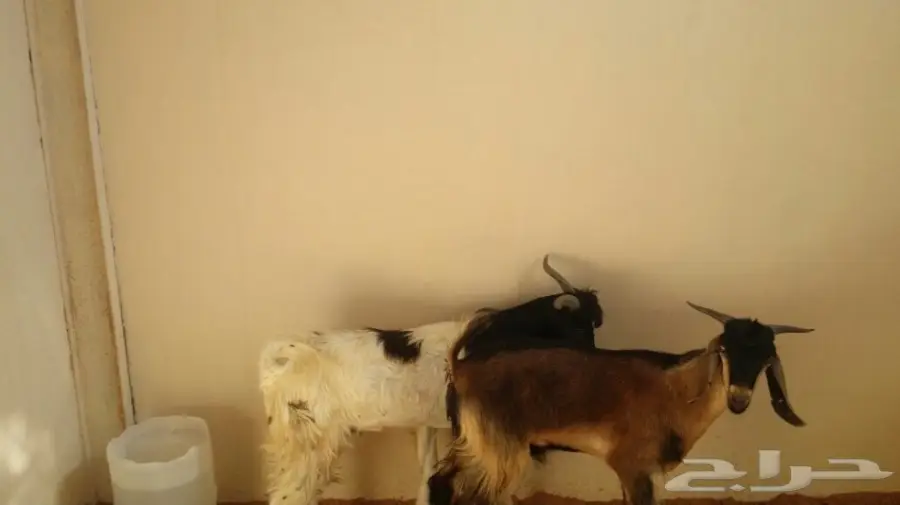 تيسين للبيع