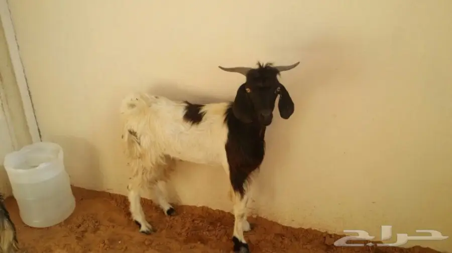 تيسين للبيع (image 1)